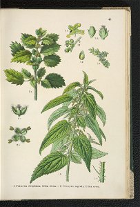 Atlas panstwa roslinnego 1911 (91273429)