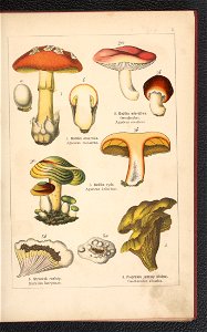Atlas panstwa roslinnego 1900 (97591948)