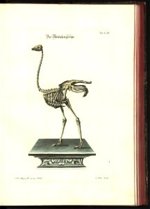 Angenehmer und nutzlicher Zeit-Vertreib mit Betrachtung curioser Vorstellungen allerhand kriechender, fliegender und schwimmender Thiere 1748 (21221587)