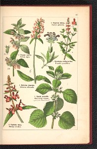 Atlas panstwa roslinnego 1900 (97592524)