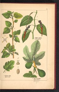 Atlas panstwa roslinnego 1900 (97592348)