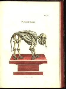 Angenehmer und nutzlicher Zeit-Vertreib mit Betrachtung curioser Vorstellungen allerhand kriechender, fliegender und schwimmender Thiere 1748 (21221781)