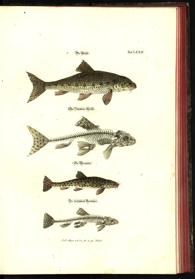 Angenehmer und nutzlicher Zeit-Vertreib mit Betrachtung curioser Vorstellungen allerhand kriechender, fliegender und schwimmender Thiere 1748 (21221818)