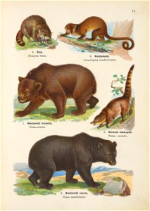 Atlas panstwa zwierzecego. Cz. 1, Zwierzeta ssace 1905 (79897800)
