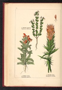 Atlas panstwa roslinnego 1900 (97592549)
