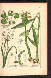 Atlas panstwa roslinnego 1900 (97592253)