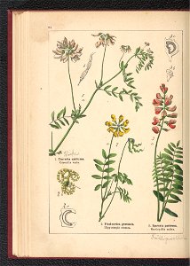 Atlas panstwa roslinnego 1900 (97592716)