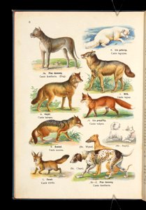 Atlas panstwa zwierzecego. Cz. 1, Zwierzeta ssace 1905 (79894790)