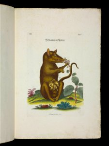 Angenehmer und nutzlicher Zeit-Vertreib mit Betrachtung curioser Vorstellungen allerhand kriechender, fliegender und schwimmender Thiere 1756 (44266287)