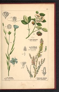 Atlas panstwa roslinnego 1900 (97592845)