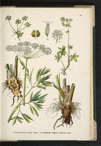 Atlas panstwa roslinnego 1911 (91273574)