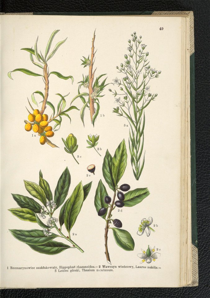 Atlas panstwa roslinnego 1911 (91273437)