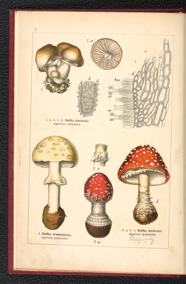 Atlas panstwa roslinnego 1900 (97591939)