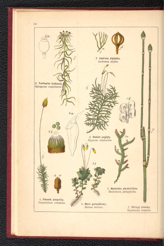 Atlas panstwa roslinnego 1900 (97592046)