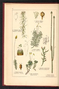 Atlas panstwa roslinnego 1900 (97592046)