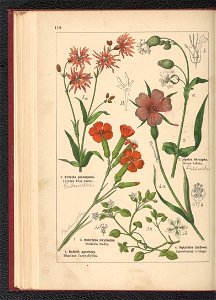 Atlas panstwa roslinnego 1900 (97592850)