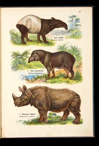 Atlas panstwa zwierzecego. Cz. 1, Zwierzeta ssace 1905 (79910059)