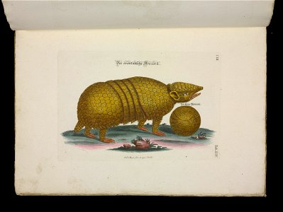 Angenehmer und nutzlicher Zeit-Vertreib mit Betrachtung curioser Vorstellungen allerhand kriechender, fliegender und schwimmender Thiere 1756 (44268772)