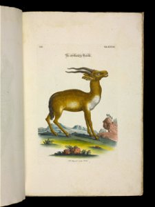 Angenehmer und nutzlicher Zeit-Vertreib mit Betrachtung curioser Vorstellungen allerhand kriechender, fliegender und schwimmender Thiere 1756 (44269796)