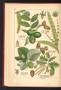 Atlas panstwa roslinnego 1900 (97592337)