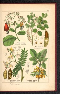 Atlas panstwa roslinnego 1900 (97592766)