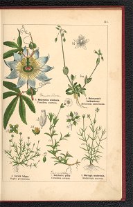 Atlas panstwa roslinnego 1900 (97592863)