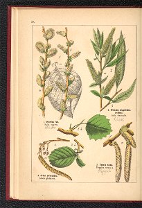 Atlas panstwa roslinnego 1900 (97592324)