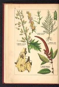 Atlas panstwa roslinnego 1900 (97592391)