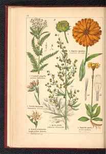 Atlas panstwa roslinnego 1900 (97592457)