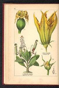 Atlas panstwa roslinnego 1900 (97592424)