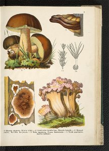 Atlas panstwa roslinnego 1911 (91273279)