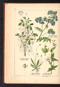 Atlas panstwa roslinnego 1900 (97592570)