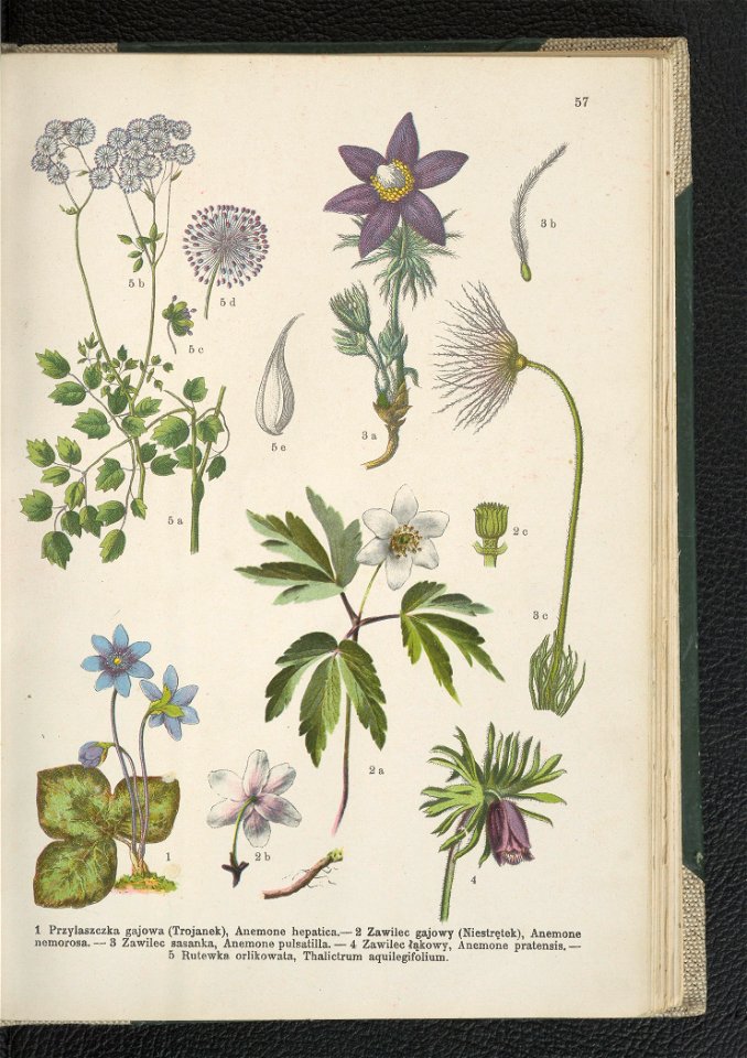 Atlas panstwa roslinnego 1911 (91273453)