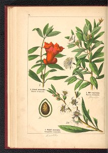 Atlas panstwa roslinnego 1900 (97592678)
