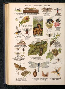 Atlas panstwa zwierzecego. Cz. 3, Gady, plazy, ryby i zwierzeta bezkregowe ca 1925 (104806162)