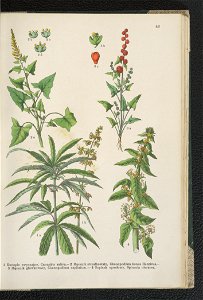 Atlas panstwa roslinnego 1911 (91273431)