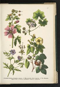 Atlas panstwa roslinnego 1911 (91273524)