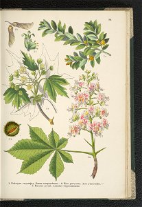 Atlas panstwa roslinnego 1911 (91273550)