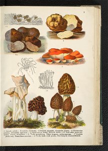 Atlas panstwa roslinnego 1911 (91273257)