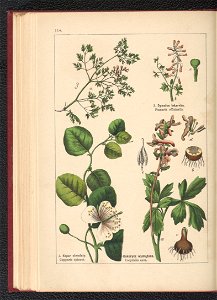 Atlas panstwa roslinnego 1900 (97592920)