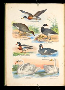 Atlas panstwa zwierzecego. Cz. 2, Ptaki 1905 (80639526)