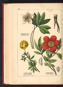 Atlas panstwa roslinnego 1900 (97592953)
