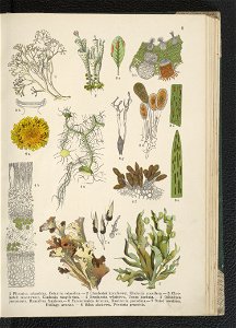 Atlas panstwa roslinnego 1911 (91273274)