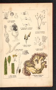Atlas panstwa roslinnego 1900 (97591935)