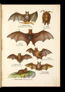 Atlas panstwa zwierzecego. Cz. 1, Zwierzeta ssace 1905 (79894055)