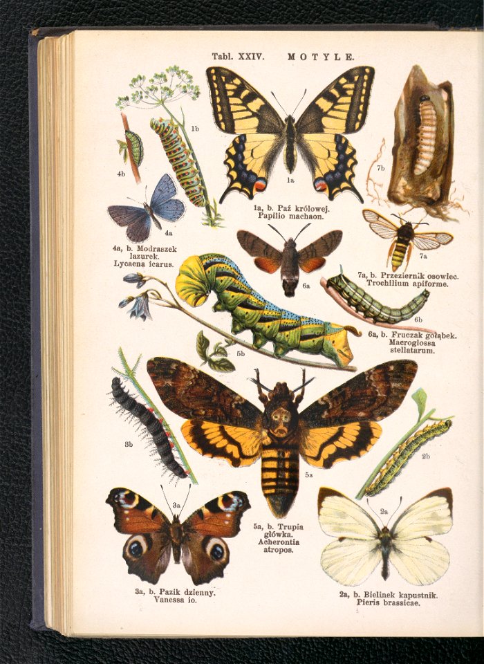Atlas panstwa zwierzecego. Cz. 3, Gady, plazy, ryby i zwierzeta bezkregowe ca 1925 (104806226)