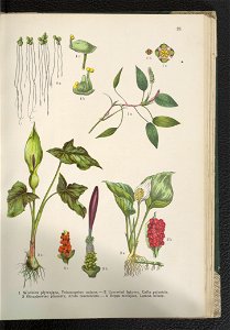 Atlas panstwa roslinnego 1911 (91273365)