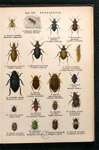 Atlas panstwa zwierzecego. Cz. 3, Gady, plazy, ryby i zwierzeta bezkregowe ca 1925 (104806191)
