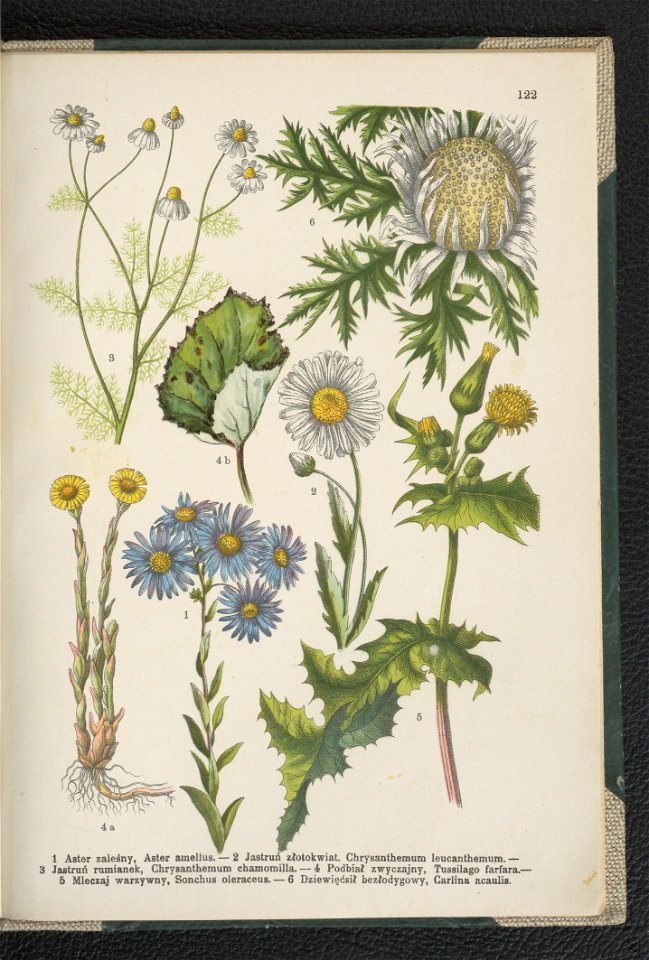 Atlas panstwa roslinnego 1911 (91273674)