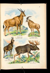 Atlas panstwa zwierzecego. Cz. 1, Zwierzeta ssace 1905 (79907028)